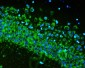 Anti-RPS6 Antibody Picoband™ (monoclonal, 2H7)