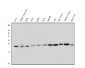 Anti-Rab5/RAB5A Antibody Picoband™ (monoclonal, 3E9)