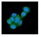 Anti-Galectin 3/LGALS3 Antibody Picoband™ (monoclonal, 12B12)