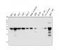 Anti-Galectin 3/LGALS3 Antibody Picoband™ (monoclonal, 12B12)