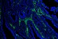 Anti-Caveolin-1/CAV1 Antibody Picoband™ (monoclonal, 12C7)