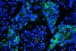 Anti-Caveolin-1/CAV1 Antibody Picoband™ (monoclonal, 12C7)