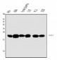 Anti-Caveolin-1/CAV1 Antibody Picoband™ (monoclonal, 12C7)