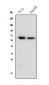 Anti-NFIA Antibody Picoband™ (monoclonal, 16H11)