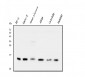 Anti-Cystatin C/CST3 Antibody Picoband™ (monoclonal, 4H8)