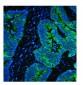 Anti-Cytokeratin 8 KRT8 Antibody Picoband™ (monoclonal, 3G9)