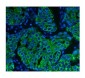 Anti-Cytokeratin 8 KRT8 Antibody Picoband™ (monoclonal, 3G9)