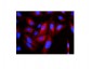 Anti-Cytokeratin 8 KRT8 Antibody Picoband™ (monoclonal, 3G9)