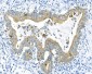 Anti-Cytokeratin 8 KRT8 Antibody Picoband™ (monoclonal, 3G9)