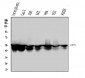 Anti-Cytokeratin 8 KRT8 Antibody Picoband™ (monoclonal, 3G9)