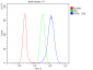 Anti-Cytokeratin 8 KRT8 Antibody Picoband™ (monoclonal, 3G9)