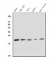 Anti-DHFR Antibody Picoband™ (monoclonal, 3C8)