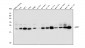 Anti-GPX1 Antibody Picoband™ (monoclonal, 8B10)