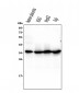 Anti-Caspase-3 Antibody Picoband™ (monoclonal, 8B6)