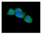 Anti-Caspase-3 Antibody Picoband™ (monoclonal, 15G8)