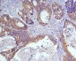 Anti-Caspase-3 Antibody Picoband™ (monoclonal, 15G8)