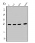 Anti-SNRPN Antibody Picoband™ (monoclonal, 6F12)