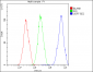 Anti-HAUSP/USP7 Antibody Picoband™ (monoclonal, 5E2)