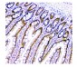 Anti-HAUSP/USP7 Antibody Picoband™ (monoclonal, 5E2)