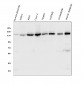 Anti-HAUSP/USP7 Antibody Picoband™ (monoclonal, 5E2)