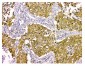 Anti-STUB1 Antibody Picoband™ (monoclonal, 13I8)