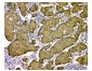 Anti-STUB1 Antibody Picoband™ (monoclonal, 13I8)