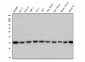 Anti-STUB1 Antibody Picoband™ (monoclonal, 13I8)