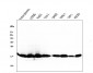 Anti-Cyclophilin B PPIB Antibody Picoband™ (monoclonal, 11C11)
