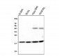 Anti-Cyclophilin B PPIB Antibody Picoband™ (monoclonal, 11C11)