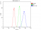 Anti-ATP citrate lyase ACLY Antibody Picoband™ (monoclonal, 5I2)