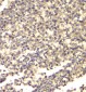 Anti-ATP citrate lyase ACLY Antibody Picoband™ (monoclonal, 5I2)