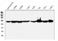 Anti-ATP citrate lyase ACLY Antibody Picoband™ (monoclonal, 5I2)