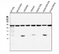 Anti-ATP citrate lyase ACLY Antibody Picoband™ (monoclonal, 5I2)