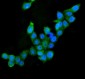 Anti-AIF/AIFM1 Antibody Picoband™ (monoclonal, 2I5)