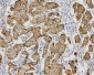 Anti-AIF/AIFM1 Antibody Picoband™ (monoclonal, 2I5)