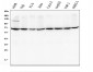 Anti-AIF/AIFM1 Antibody Picoband™ (monoclonal, 2I5)