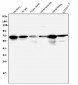 Anti-AIF/AIFM1 Antibody Picoband™ (monoclonal, 2I5)