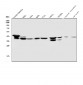 Anti-NMI Antibody Picoband™ (monoclonal, 2F3)