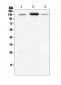 Anti-E Cadherin 1 CDH1 Antibody Picoband™ (monoclonal, 9G2)