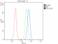 Anti-E Cadherin 1 CDH1 Antibody Picoband™ (monoclonal, 9G2)