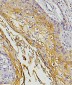 Anti-E Cadherin 1 CDH1 Antibody Picoband™ (monoclonal, 9G2)