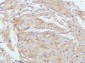 Anti-E Cadherin 1 CDH1 Antibody Picoband™ (monoclonal, 9G2)