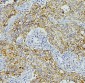 Anti-E Cadherin 1 CDH1 Antibody Picoband™ (monoclonal, 9G2)