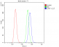 Anti-STAT1 Antibody Picoband™ (monoclonal, 12C7)