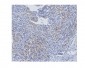 Anti-STAT1 Antibody Picoband™ (monoclonal, 12C7)