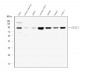 Anti-STAT1 Antibody Picoband™ (monoclonal, 12C7)