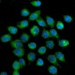 Anti-SLC2A1 Antibody Picoband™ (monoclonal, 10C10)