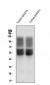 Anti-SLC2A1 Antibody Picoband™ (monoclonal, 10C10)