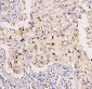 Anti-BRG1 SMARCA4 Antibody Picoband™ (monoclonal, 3F4)