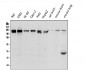 Anti-BRG1 SMARCA4 Antibody Picoband™ (monoclonal, 3F4)